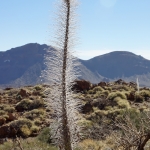 2015-01-05_12-37-46_A77_(DSC08638)_ji.jpg