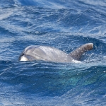 Delfin-08.jpg