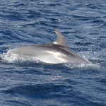 Delfin-09.jpg