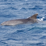 Delfin-11.jpg