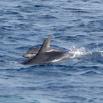 Delfin-12.jpg