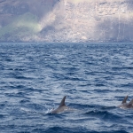 Delfin-13.jpg