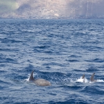 Delfin-14.jpg