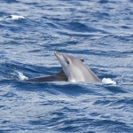 Delfin-15.jpg