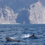 Delfin-16.jpg