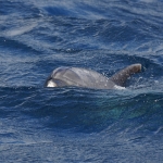 Delfin-17.jpg