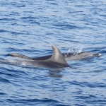 Delfin-18.jpg