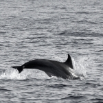 Delfin-19.jpg