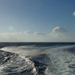 Delfin-20.jpg