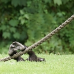 Affe