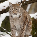Luchs