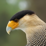 Schopfkarakara