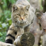 Wildkatze