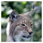 Luchs