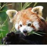 Roter Panda