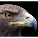 Steinadler