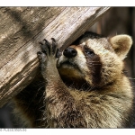 Waschbär