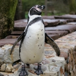 Vogelpark