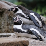 Vogelpark