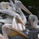 Vogelpark