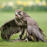 Vogelpark