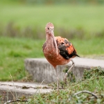 Vogelpark