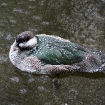 Vogelpark