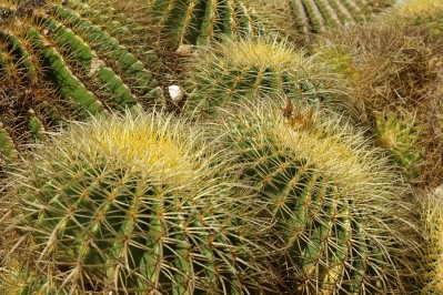 Mallorca 2012 – Botanicactus in Ses Salines