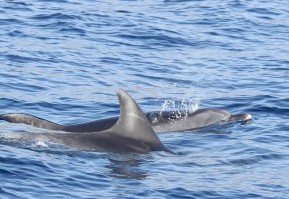 Teneriffa – Mehr Delphine und ein Wal